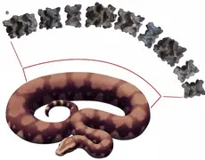 Fósseis de uma das maiores cobras que já existiram são encontrados na Índia