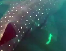 VÍDEO: nadadoras encontram tubarão-baleia em travessia do Leme ao Pontal