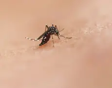Paraíba confirma quarta morte por dengue em 2024