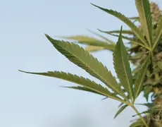 Cannabis: o que dizem pacientes e pesquisadores sobre uso medicinal da planta