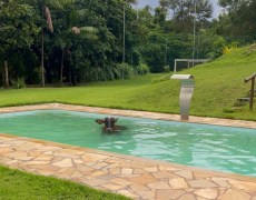 VÍDEO: Vaca entra em piscina para se refrescar após registro de altas temperaturas em MG