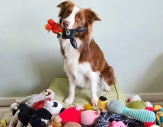 Cachorra 'superdotada'? A border collie brasileira que sabe 200 palavras e virou estrela de pesquisa