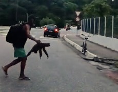 Bicho-preguiça é resgatado ao tentar atravessar avenida em João Pessoa; vídeo