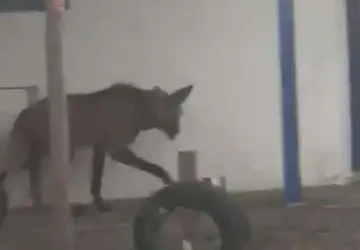  Lobo-guará é resgatado pelo Corpo de Bombeiros em Alfenas 