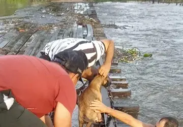 Cachorro é resgatado por moradores após ficar preso em 'ponte' sobre rio no Sertão da Paraíba; veja vídeo