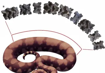 Fósseis de uma das maiores cobras que já existiram são encontrados na Índia