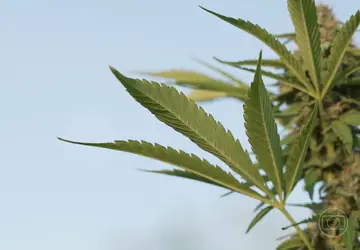 Cannabis: o que dizem pacientes e pesquisadores sobre uso medicinal da planta