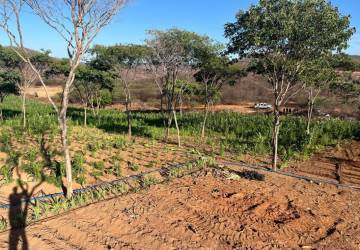 Operação destrói cerca de 60 mil pés de maconha cultivados em fazenda no Sertão da Paraíba