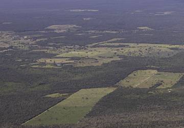 Desmatamento cai 55% na Mata Atlântica no primeiro semestre