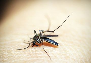 Brasil tem mais de 6,5 milhões de casos prováveis de dengue este ano