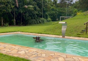 VÍDEO: Vaca entra em piscina para se refrescar após registro de altas temperaturas em MG