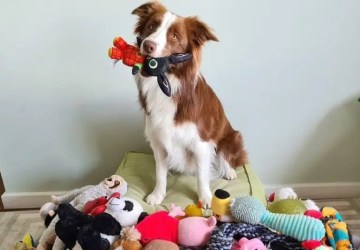 Cachorra 'superdotada'? A border collie brasileira que sabe 200 palavras e virou estrela de pesquisa