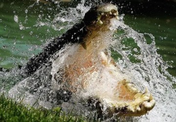 'Se nadar no rio, com certeza vão te matar': Darwin, a cidade na Austrália onde moram 100 mil crocodilos