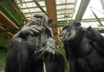 Entre chimpanzés, comportamento de urinar pode ser contagioso, diz estudo