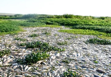 Seis meses após maior tragédia ambiental no Rio Piracicaba, pescadores ainda enfrentam dificuldades financeiras