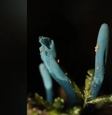 Único exemplar de rara espécie de fungo azul é descoberta a mais de mil metros de altitude na Serra de SC