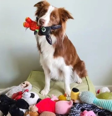 Cachorra 'superdotada'? A border collie brasileira que sabe 200 palavras e virou estrela de pesquisa