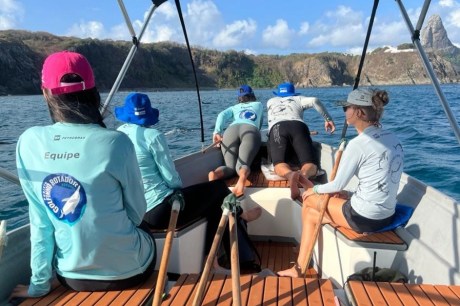 Pesquisadores coletam amostras de golfinhos de Noronha; 'diversidade genética tem diminuído', diz coordenadora de estudo