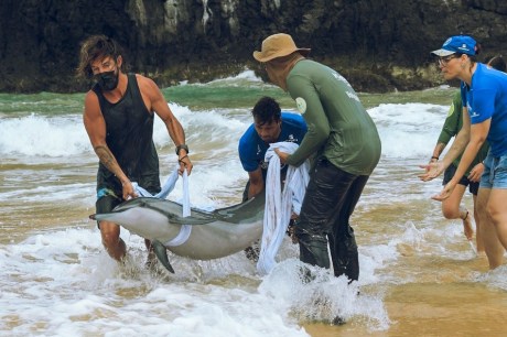 Golfinho encalha em praia de Fernando de Noronha e força-tarefa é realizada para salvar o animal; veja o vídeo 