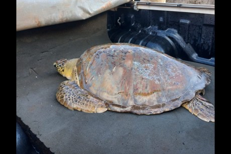 Tartaruga marinha de 80 quilos é resgatada após ficar encalhada em igarapé no interior do AP; VÍDEO