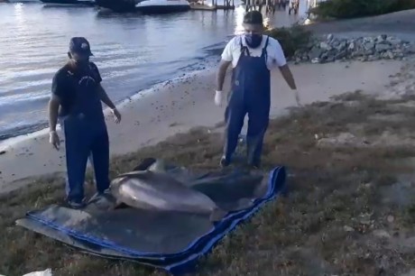 Boto-cinza é encontrado morto em praia de Cabedelo, na Grande João Pessoa