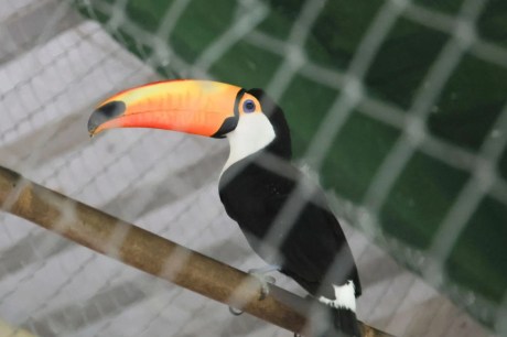 Animais silvestres são resgatados no Rio de Janeiro