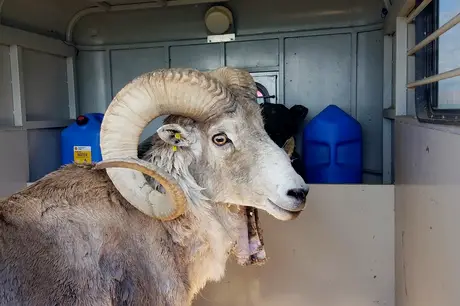 Fazendeiro dos EUA cria ovelhas híbridas gigantes que vendia para serem caçadas como troféus