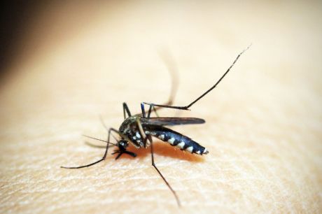 Brasil tem mais de 6,5 milhões de casos prováveis de dengue este ano