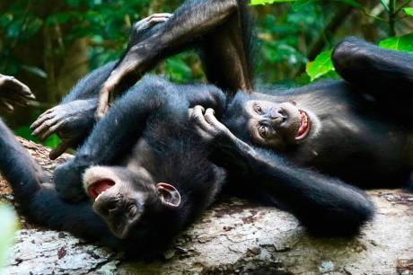 Brincadeiras de adultos entre chimpanzés unem o bando