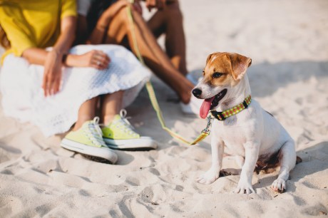 Cachorros no verão: qual é a alimentação ideal durante a estação?