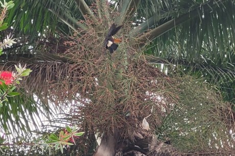 Tucano fica preso em linha de pipa no topo de palmeira e é resgatado pelos Bombeiros, em Montes Claros