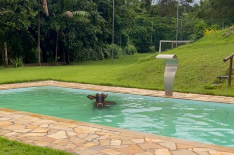 VÍDEO: Vaca entra em piscina para se refrescar após registro de altas temperaturas em MG