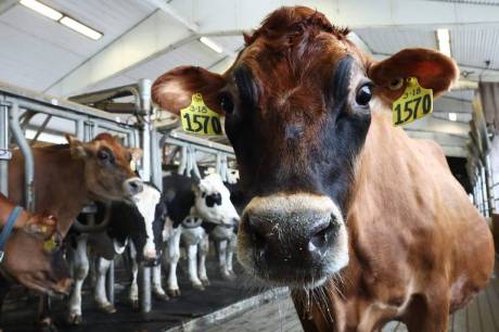 Processo desordenado de ordenha de vacas pode espalhar a gripe aviária