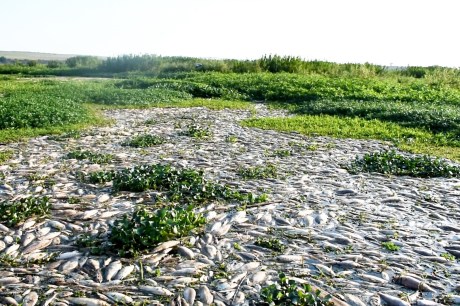 Seis meses após maior tragédia ambiental no Rio Piracicaba, pescadores ainda enfrentam dificuldades financeiras