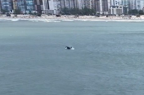 VÍDEO: Baleia orca é flagrada no Litoral Norte do RS